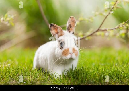 Niederländisch-Zwergkaninchen im Gras, Deutschland Stockfoto