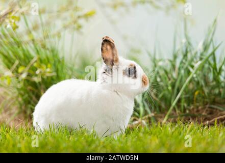 Niederländisch-Zwergkaninchen im Gras, Deutschland Stockfoto