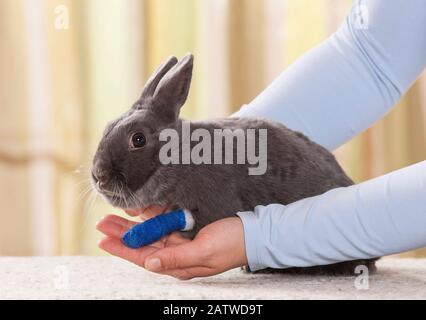 Niederländisch-Zwergkaninchen mit Bandpfote. Deutschland Stockfoto