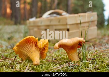 Goldene Chanterelle (Cantharellus cibarius). Zwei Pilze vor einem kleinen Korb mit gesammelten Pilzen. Deutschland Stockfoto