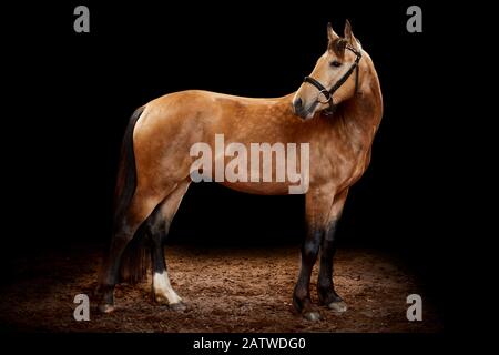 Leonharder Pferd. Erwachsene stehen, vor schwarzem Hintergrund gesehen Deutschland. Stockfoto