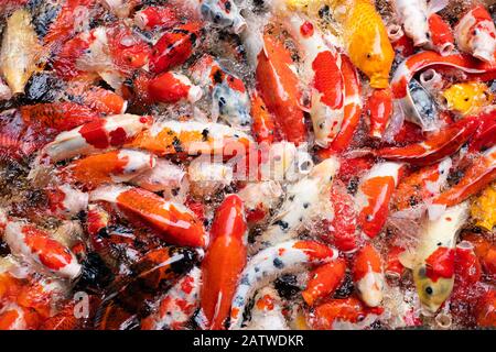 Viele ausgefallene Karps (Koi-Fisch), die in einem Teich um Nahrung wetteifern. Bunte Fische in einem Pool füttern. Stockfoto