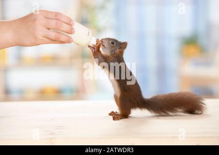 Europäisches Eichhörnchen (Sciurus vulgaris). Verwaiste junge, Flasche - Deutschland Fed Stockfoto