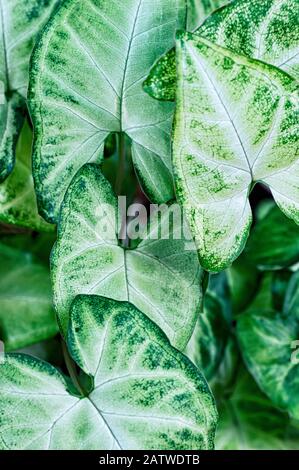 Abstrakter Blumenhintergrund aus grünen Blättern. Grüne Blätter Syngonium podophyllum nah beieinander, Hauspflanze . Stockfoto