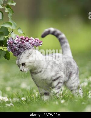 Britisch Kurzhaar. Tabby Erwachsene Katze reibt den Kopf gegen Lila Blumen. Deutschland Stockfoto