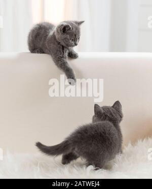 Chartreux-Katze. Zwei Kätzchen, die auf einer Couch spielen. Deutschland Stockfoto