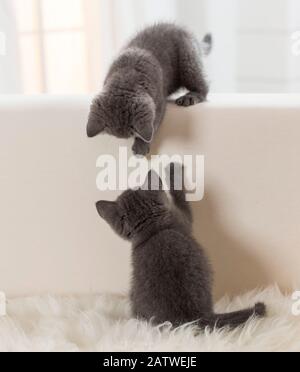 Chartreux-Katze. Zwei Kätzchen, die auf einer Couch spielen. Deutschland Stockfoto