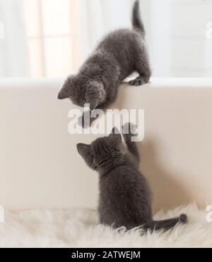 Chartreux-Katze. Zwei Kätzchen, die auf einer Couch spielen. Deutschland Stockfoto