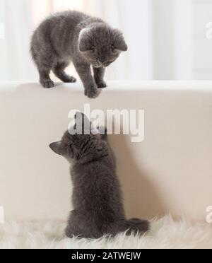 Chartreux-Katze. Zwei Kätzchen, die auf einer Couch spielen. Deutschland Stockfoto