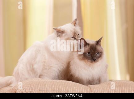 Birman, die heilige Katze von Birma. Zwei Katzen nebeneinander auf einem Kissen, eine leckt den Kopf der anderen. Deutschland Stockfoto