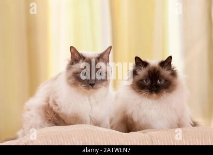 Birman, die heilige Katze von Birma. Zwei Erwachsene Katzen liegen nebeneinander auf einem Kissen. Deutschland Stockfoto