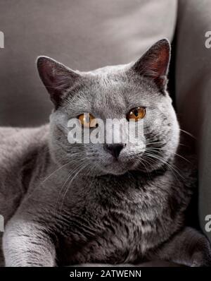 Chartreux-Katze. Porträt des Erwachsenen. Studio-Bild vor grauem Hintergrund Stockfoto