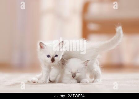 Birman, die heilige Katze von Birma. Zwei Kätzchen (6 Wochen alt) auf einem Teppich, eines davon schlafend. Deutschland Stockfoto