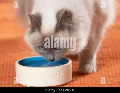 Sacred Cat of Burma, Birman. Drei Kätzchen neben der Goldfischschale Stockfoto