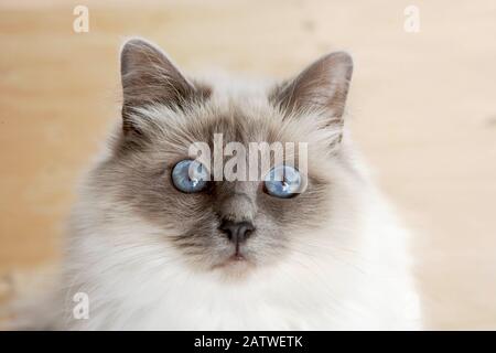 Heilige Katze von Birma. Porträt des Erwachsenen. Deutschland Stockfoto