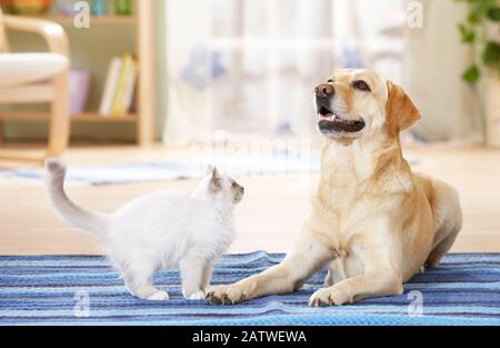 Tierfreundschaften zwischen Hund und Katze. Junge Sacred of Burma beobachtet Labrador Retriever für Erwachsene. Deutschland Stockfoto