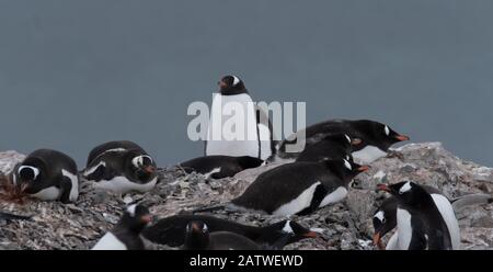 Überfüllte Gentoo Pinguin Brutkolonien (Rookerien) auf Felsvorsprüngen, umgeben von stumpfen eisigen Landschaften, Antarktis Stockfoto