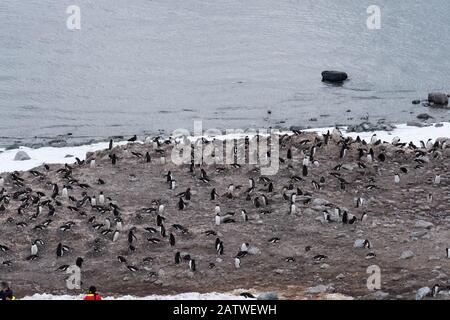 Überfüllte Gentoo Pinguin Brutkolonien (Rookerien) auf Felsvorsprüngen, umgeben von stumpfen eisigen Landschaften, Antarktis Stockfoto