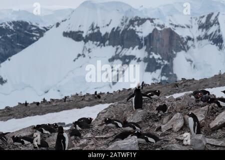 Überfüllte Gentoo Pinguin Brutkolonien (Rookerien) auf Felsvorsprüngen, umgeben von stumpfen eisigen Landschaften, Antarktis Stockfoto