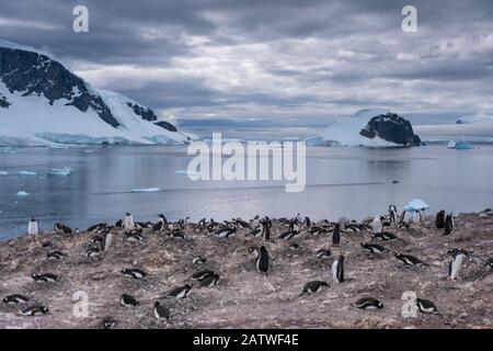 Überfüllte Gentoo Pinguin Brutkolonien (Rookerien) auf Felsvorsprüngen, umgeben von stumpfen eisigen Landschaften, Antarktis Stockfoto