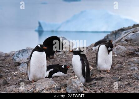 Überfüllte Gentoo Pinguin Brutkolonien (Rookerien) auf Felsvorsprüngen, umgeben von stumpfen eisigen Landschaften, Antarktis Stockfoto