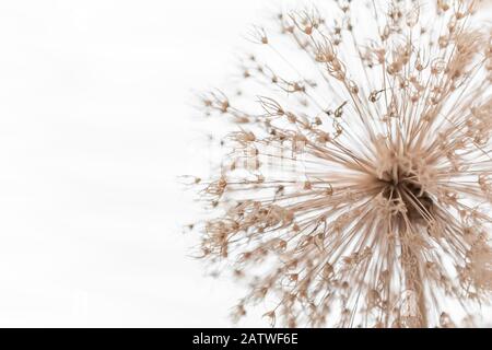 Allium, Blume, Dandelionensamen Stockfoto