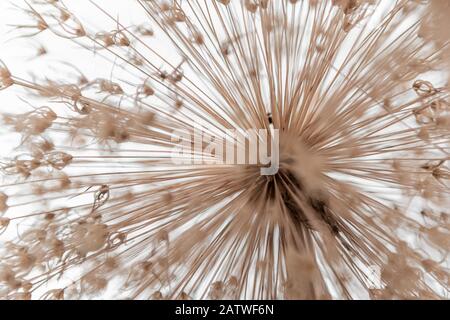 Allium, Blume, Dandelionensamen Stockfoto