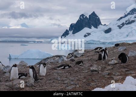 Überfüllte Gentoo Pinguin Brutkolonien (Rookerien) auf Felsvorsprüngen, umgeben von stumpfen eisigen Landschaften, Antarktis Stockfoto