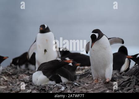 Überfüllte Gentoo Pinguin Brutkolonien (Rookerien) auf Felsvorsprüngen, umgeben von stumpfen eisigen Landschaften, Antarktis Stockfoto