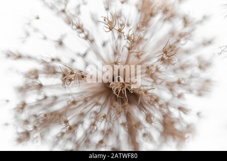 Allium, Blume, Dandelionensamen Stockfoto