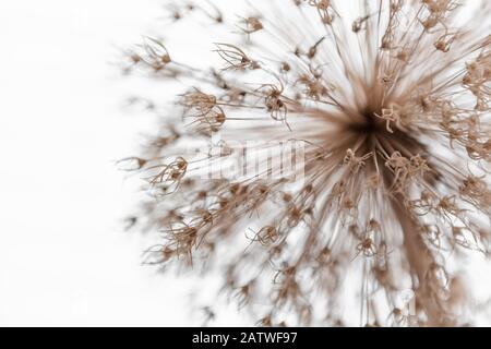Allium, Blume, Dandelionensamen Stockfoto