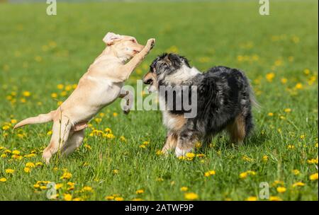 Erwachsener australischer Shepherd und Labrador Retriever Welpe, der auf einer Wiese spielt. Deutschland Stockfoto
