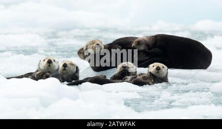 Seeottern (Enhyda lutris), die auf Eis, Alaska, USA, Juni ruhen Stockfoto