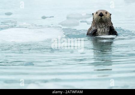 Seeotter (Enhyda lutris), der im Juni unter Meereis, Alaska, USA, ruht Stockfoto