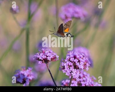 Hummingbird Falke Motte (Macroglossum stellatarum) in der Flugernährung von Verbena Flowers, England, Großbritannien. Juli. Stockfoto