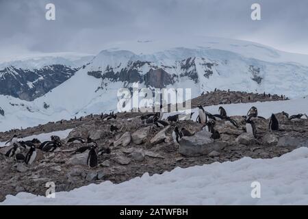 Überfüllte Gentoo Pinguin Brutkolonien (Rookerien) auf Felsvorsprüngen, umgeben von stumpfen eisigen Landschaften, Antarktis Stockfoto