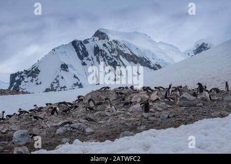 Überfüllte Gentoo Pinguin Brutkolonien (Rookerien) auf Felsvorsprüngen, umgeben von stumpfen eisigen Landschaften, Antarktis Stockfoto