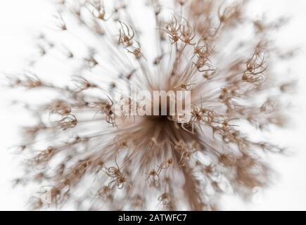 Allium, Blume, Dandelionensamen Stockfoto