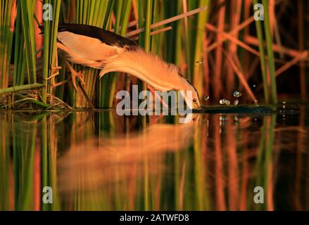 Kleine Bittern (Ixobrychus minutus), Jagd in Schilf, Bulgarien, Juni. Stockfoto