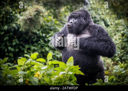 Berggorilla (Gorilla beringei beringei) schwärzt, jugendliches Männchen demonstriert Macht. Vulkane National Park, Ruanda. Stockfoto