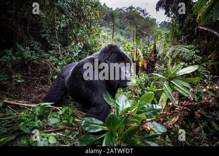 Berggorilla (Gorilla beringei beringei), dominierender Silberrücken in der Waldlichtung. Vulkane National Park, Ruanda. Stockfoto