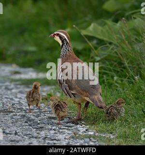 Rotbeinige Rebhuhn (Alectoris rufa) mit Küken, Vendee, Frankreich, Juni Stockfoto