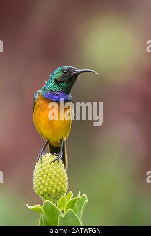 Orangerauter Sonnenvogel (Anthobaphes violacea), Kirstenbosch National Botanical Garden, Kapstadt, Südafrika, September Stockfoto