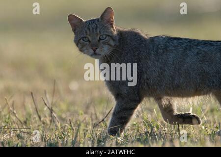 Wildkatze (Felis silvestris) Walking, Vogesen, Frankreich, Juni. Stockfoto