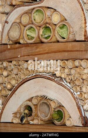 Leafcutter/Rosenkutterbiene (Megachile Willughbiella) landet in ihrem Nest in einer Bambusröhre in einem Insektenhotel in der Nähe mehrerer Nester, die sie fertiggestellt hat, und einiger Potter-Wespen (Ancistrocerus sp.) Nester, Wiltshire, Großbritannien, Juli. Stockfoto