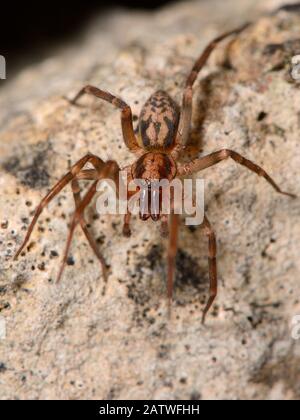 Laufblätterspinne/Stachelbeinspinne (Liocranum rupicola), eine national knappe Art in Großbritannien, die nachts in einer alten Steinmauer, Wiltshire, Großbritannien, im September jagen soll. Stockfoto