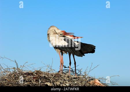 Paar oder Paar Weißstörche, Ciconia ciconia, auf der Nest von Bill-Clattering oder Clattering Mandibles Marrakesch Marokko Stockfoto