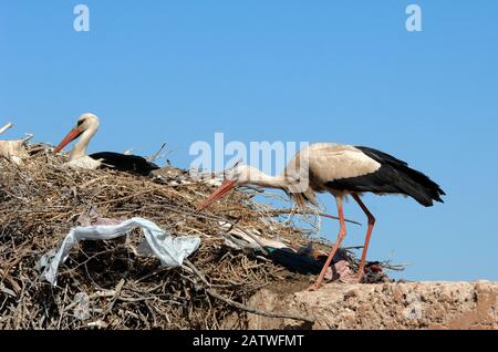 Ein paar Weißstörche, die "Ciconia ciconia", Arrangieren Unordentliche Nest voller Müll- und Plastikmüll Marrakesch Marokko Stockfoto