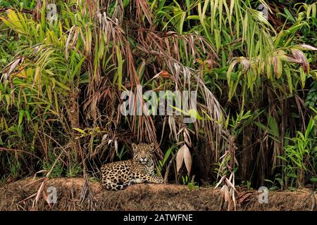 Jaguar (Panthera onca) am Flussufer in Pantanal, Brasilien Stockfoto