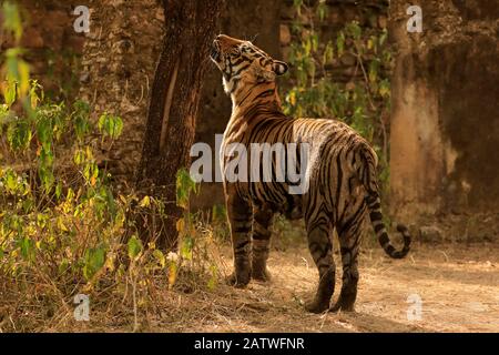 Bengalische Tigerin (Panthera tigris) Tigerin Pfeilspitze Schnüffelbaum für Duft, Ranthambhore, Indien Stockfoto